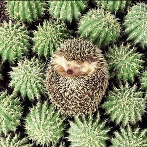 Meet your Posher, Cheryl